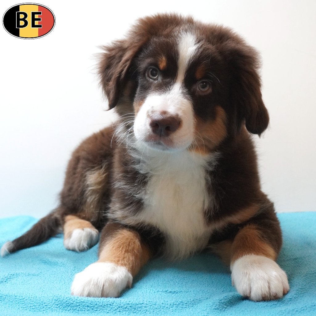 Magnifiques Miniature American Shepherd chiots à vendre, Animaux & Accessoires, Chiens | Bergers & Bouviers, Commerçant, Autres races