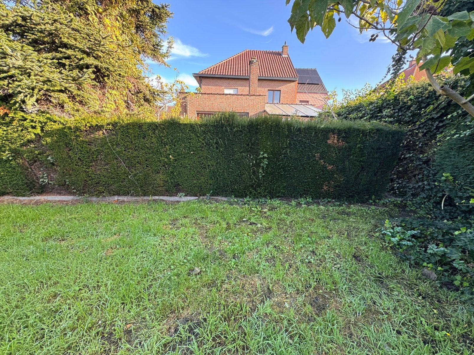 Taxus haag 10 m lang 1m60 hoog, Tuin en Terras, Ophalen, Taxus, Haag, 100 tot 250 cm