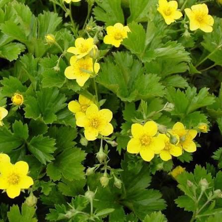 Waldsteinia ternata / Goudaardbei p9, Tuin en Terras, Ophalen, Vaste plant, Bodembedekkers