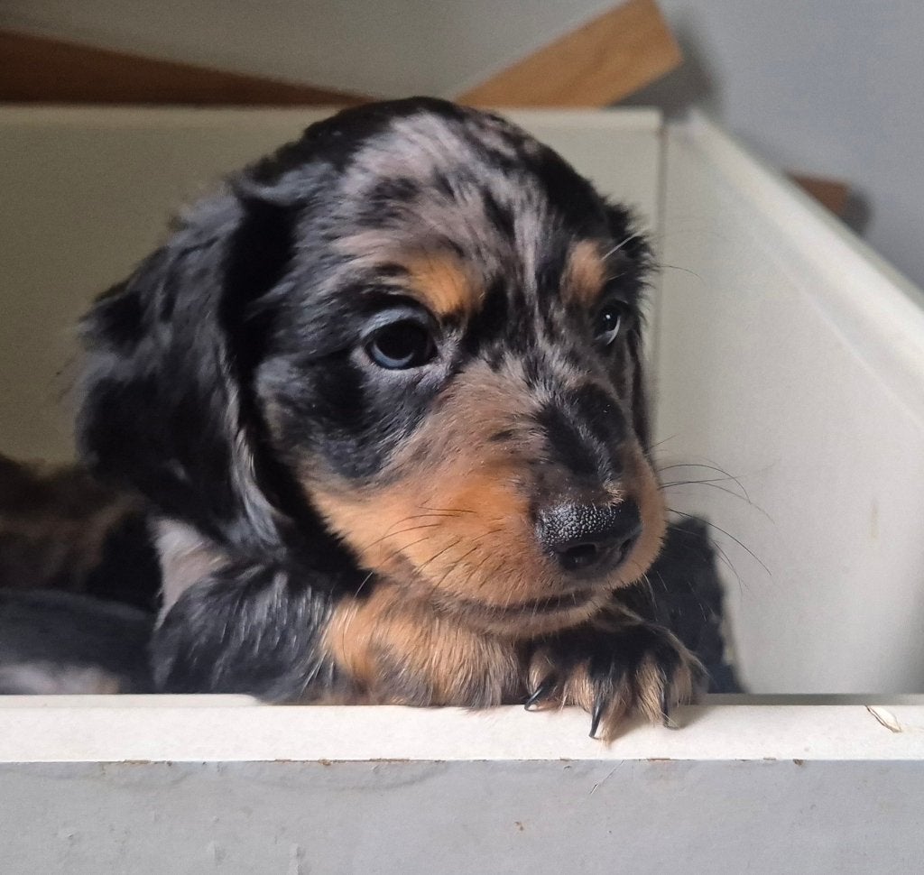 nog 1 blue merle teckel reu, Dieren en Toebehoren, België, Fokker | Hobbymatig, Reu, CDV (hondenziekte)