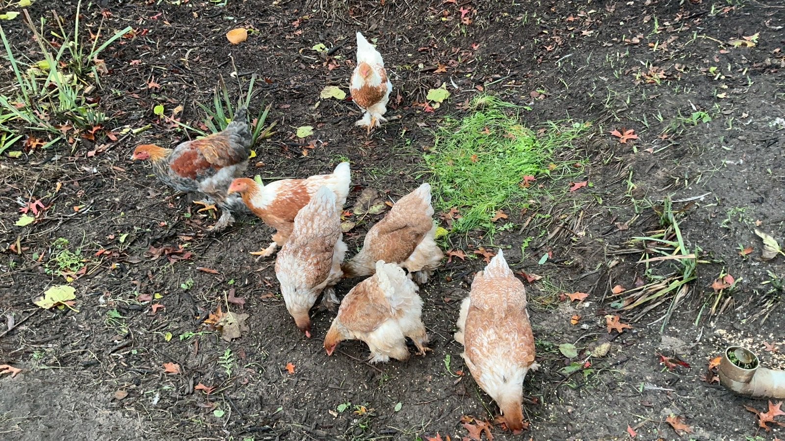 Brahma blauwpatrijs, Dieren en Toebehoren, Meerdere dieren, Kip