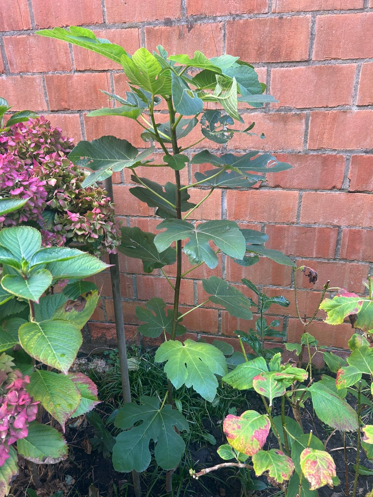 Acheter ou échanger un figuier, Jardin & Terrasse, Enlèvement, Figuier