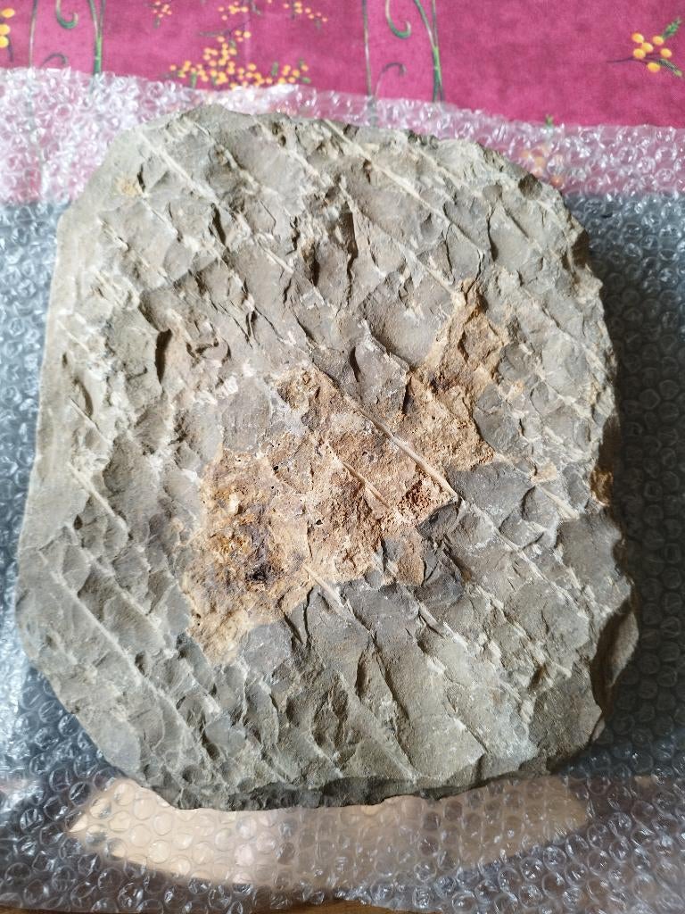 Plaque fossile, Enlèvement, Fossile