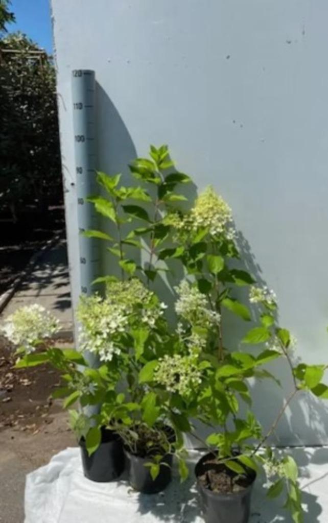 Hydrangea paniculata 'Limelight'. Hagen en sierheesters., Tuin en Terras, Ophalen, Vaste plant, Overige soorten, Halfschaduw