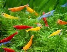 GEZOCHT - gekleurde garnalen en planten, Animaux & Accessoires, Poissons | Poissons d'aquarium, Autres types, Poisson d'eau douce