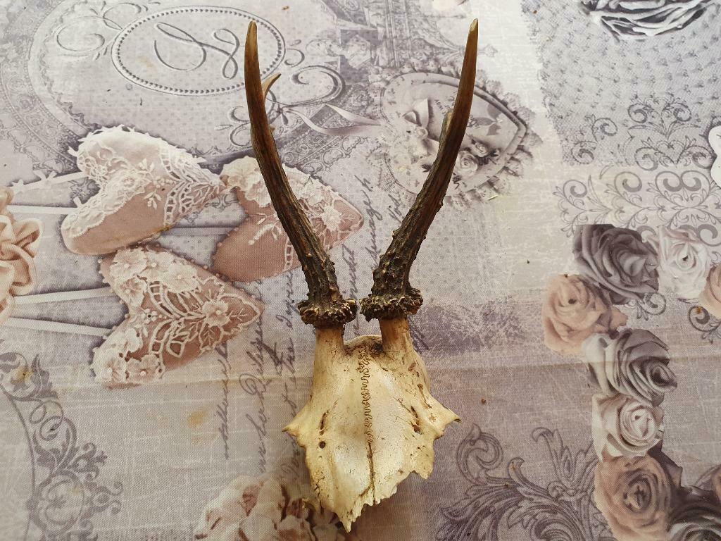 de très belle corne de cerfs.2, Antiquités & Art, Enlèvement