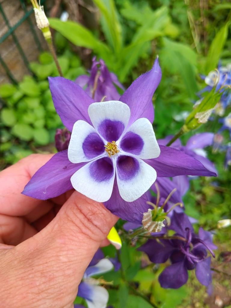 Biologisch Gekweekte Zaden, Tuin en Terras, Ophalen of Verzenden