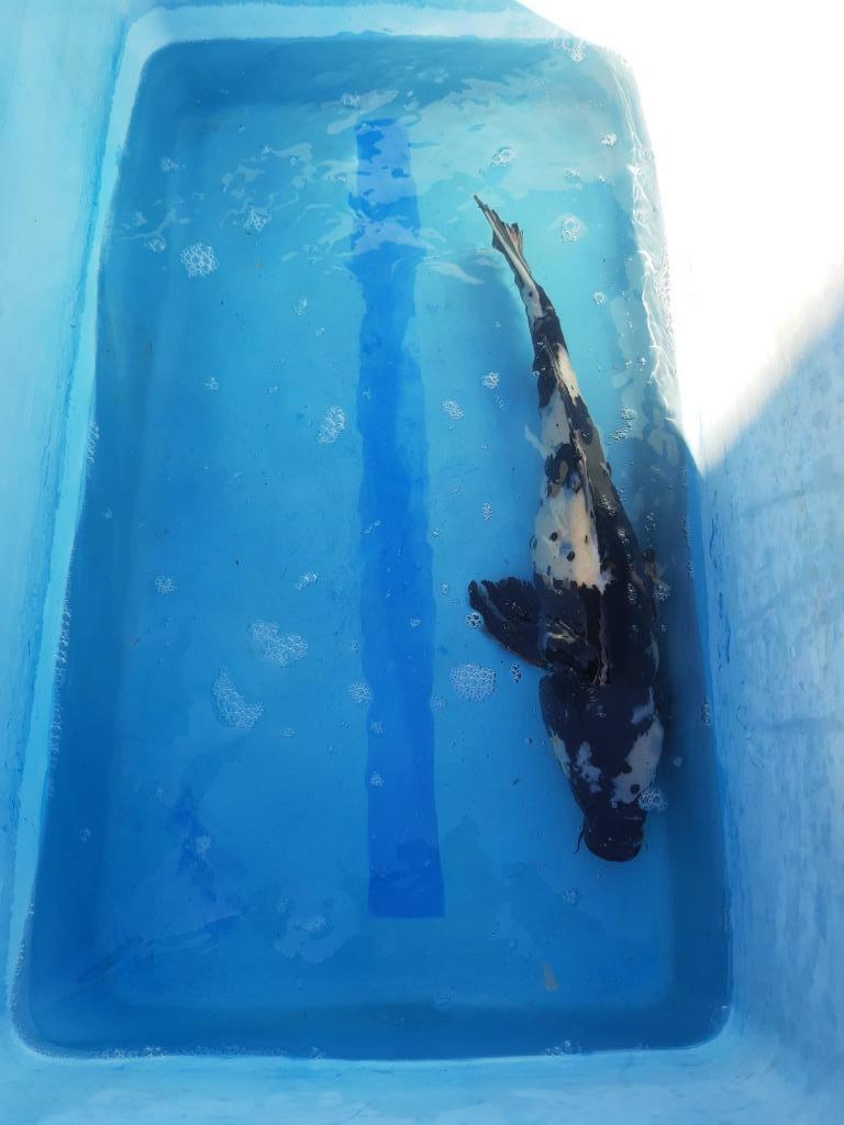 Koi shiro, Carpe ou Koï
