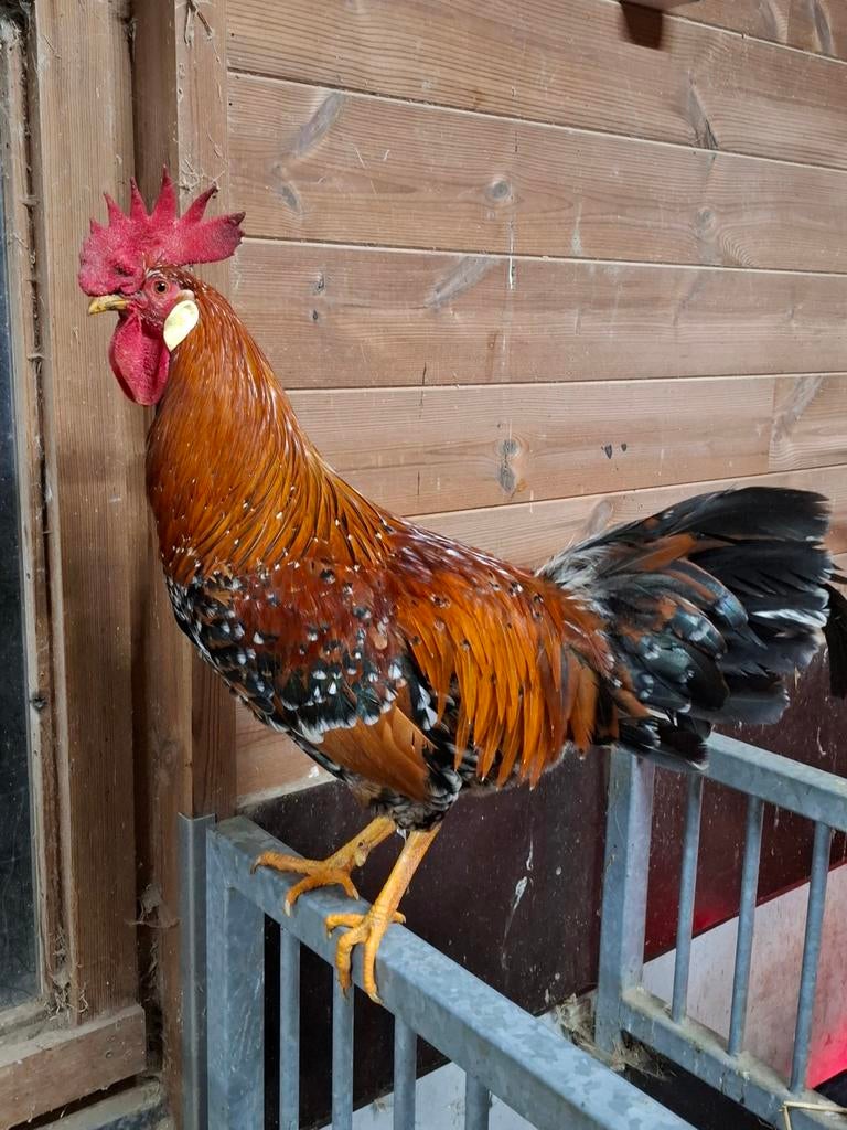 Fokhaan leghorn porselein, Dieren en Toebehoren, Pluimvee
