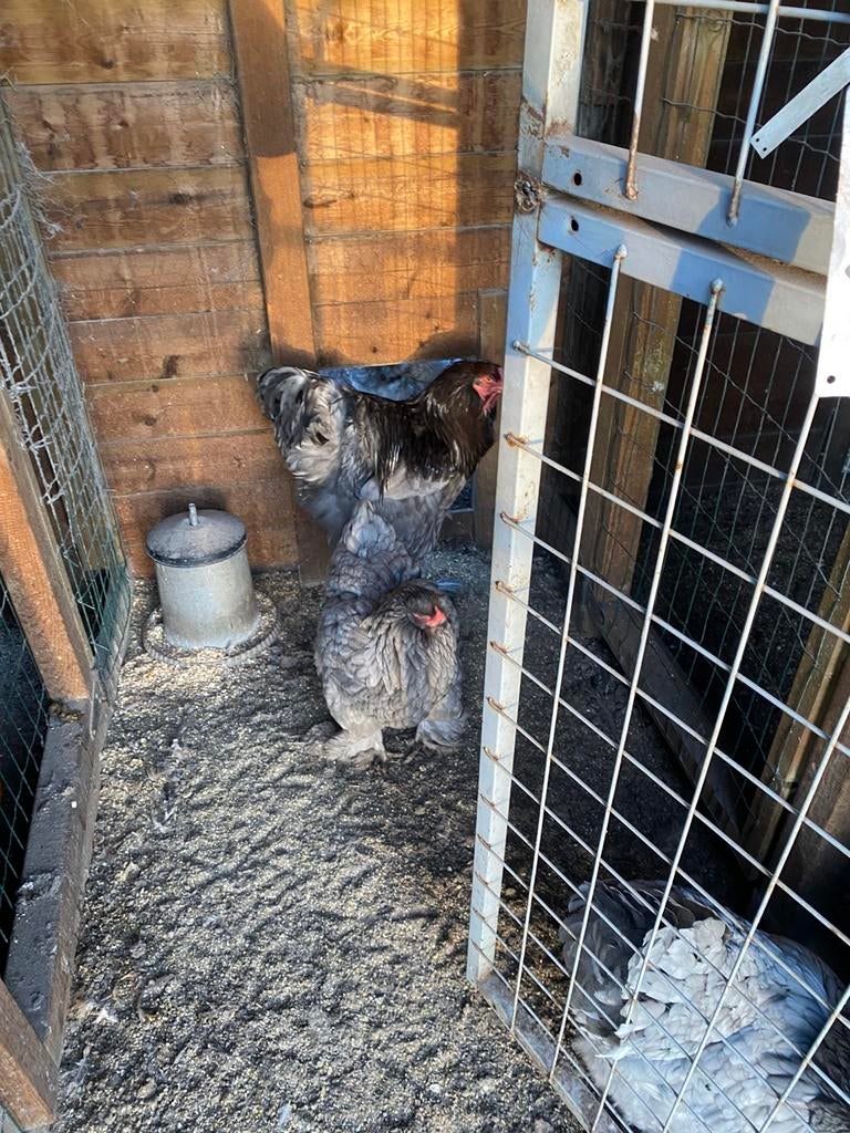 Sierkippen, Dieren en Toebehoren