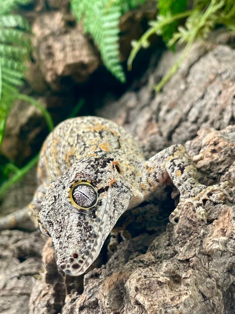 Gargoyle bewezen kweekvrouw, Dieren en Toebehoren
