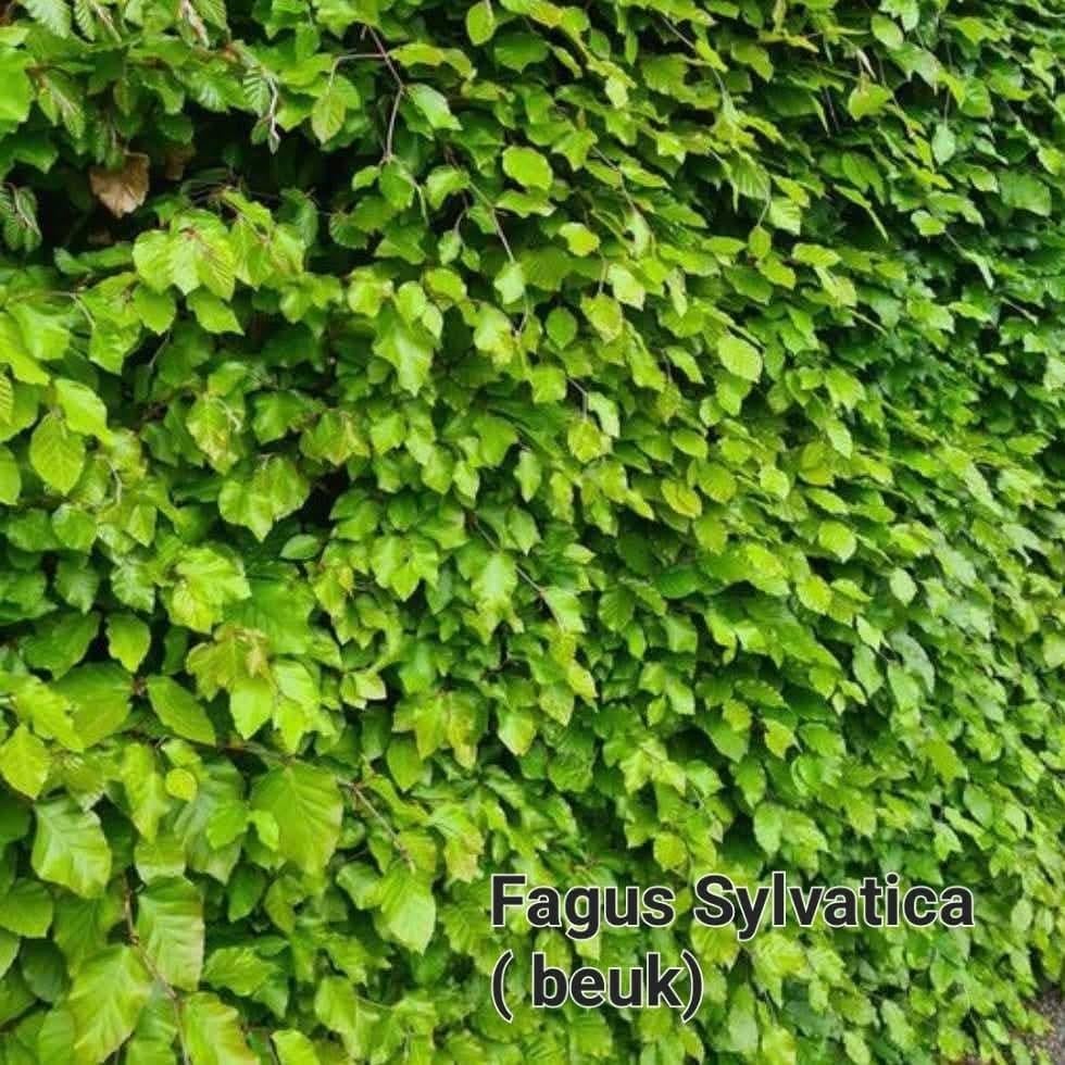 ‼️fagus sylvatica beuk aan stuntprijzen ‼️, Ophalen, Taxus