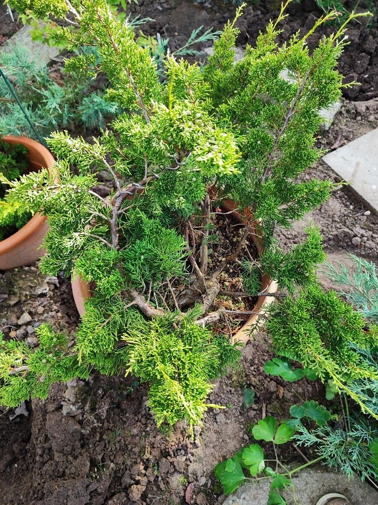 startplant bonsai juniperus chinensis, Tuin en Terras, Ophalen