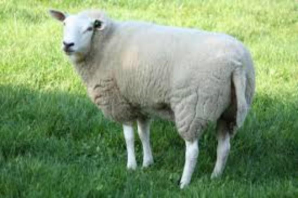 schapenwol, Hobby en Vrije tijd, Spinnewielen en Spinnen, Ophalen, Nieuw, Spinwol