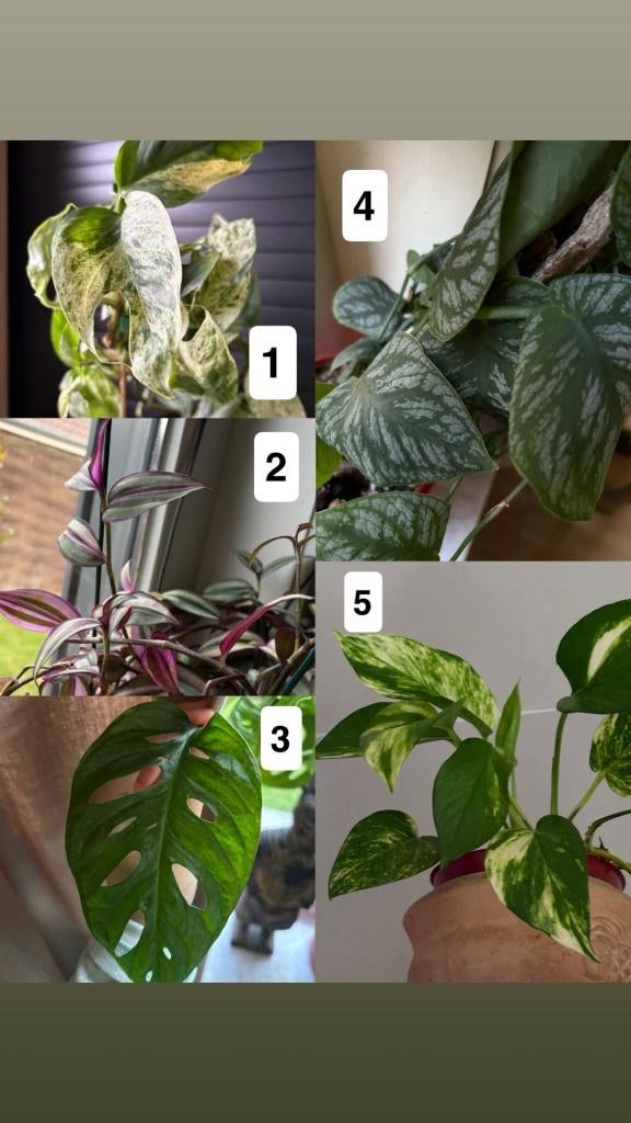 Stekjes verschillende plantensoorten, Ophalen of Verzenden