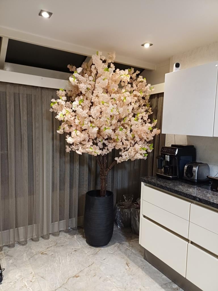Mooie boom kersenbloesem NIEUWE, Ophalen