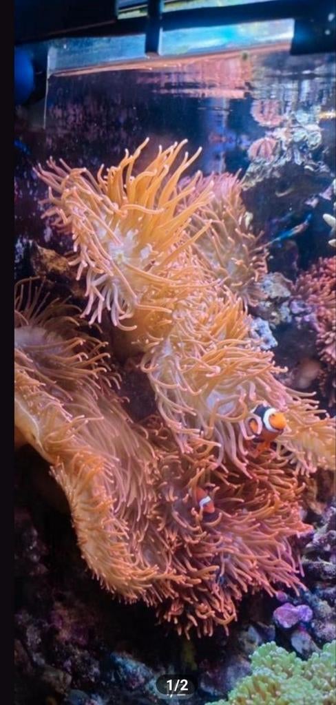 Anémone à tétons rouges Entacmaea quadricolor, Animaux & Accessoires, Poissons | Poissons d'aquarium, Autres types, Poisson de mer