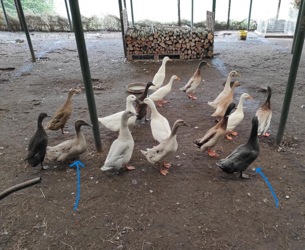eenden, Meerdere dieren, Eend