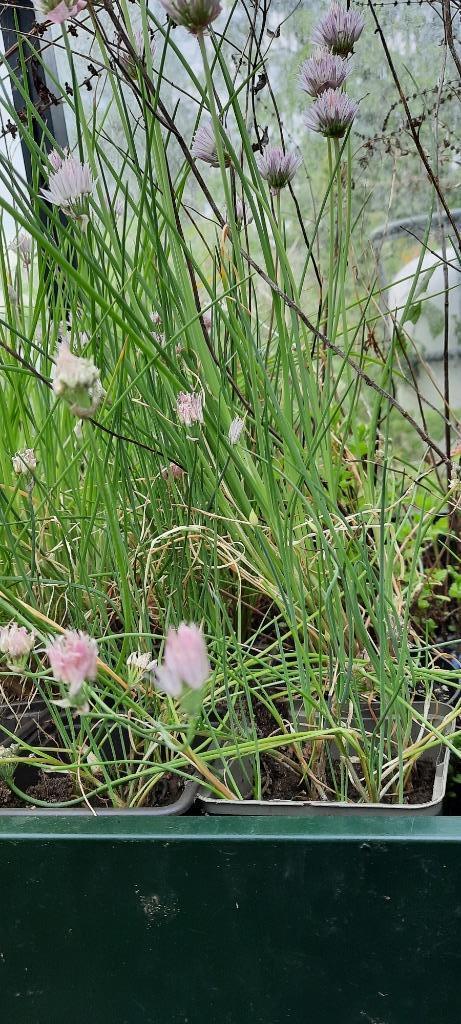 Bio bieslook, Tuin en Terras, Planten | Tuinplanten, Ophalen
