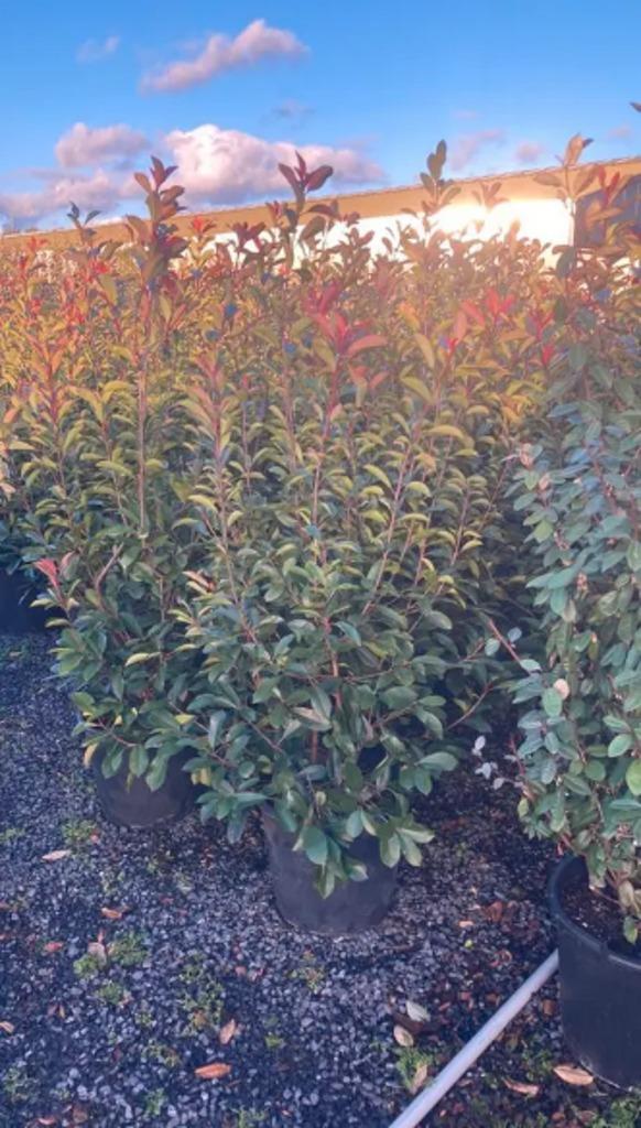 Photinia fraseri 'Red Robin',  UITVERKOCHT, Tuin en Terras, Ophalen, Haag