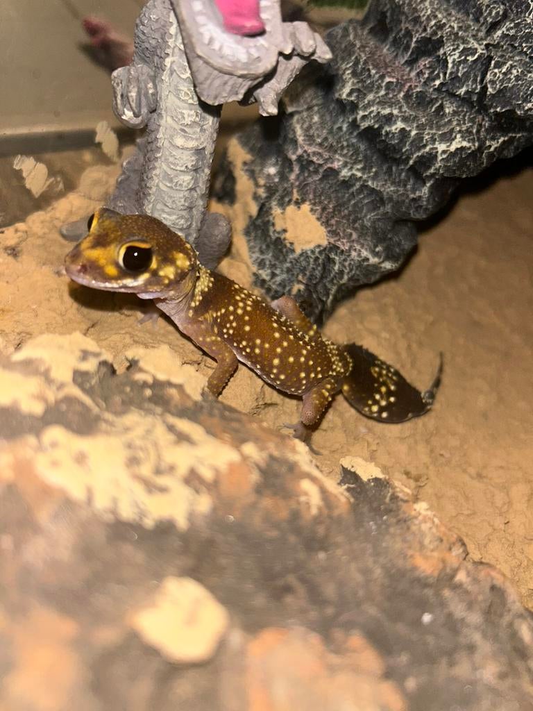 Underwoodysaurus milii , dikstaart gekko, Dieren en Toebehoren, 0 tot 2 jaar