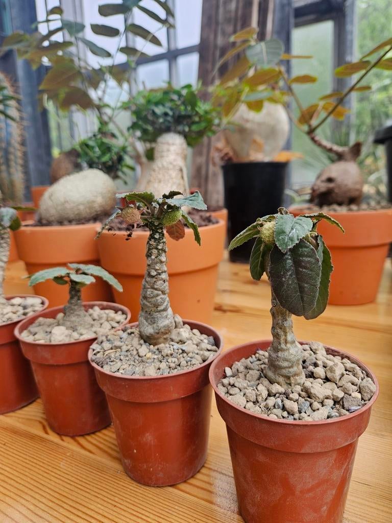 Dorstenia foetida, Ophalen of Verzenden
