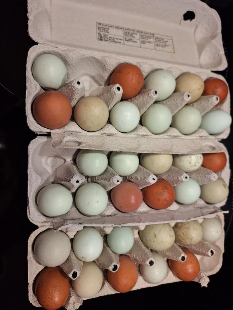 Broedeieren v kleurleggers, Dieren en Toebehoren, Pluimvee