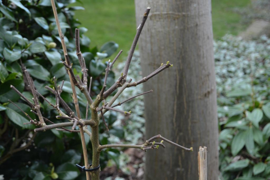 Calycanthus floridus - Wijnknop, Tuin en Terras, Planten | Tuinplanten, Ophalen, Vaste plant, Overige soorten