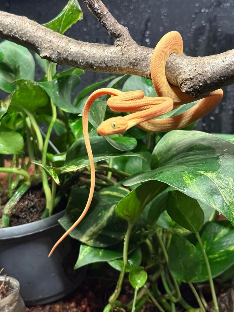 Corallus Hortulanus CB250101 02, Animaux & Accessoires, Reptiles & Amphibiens, Serpent, 0 à 2 ans