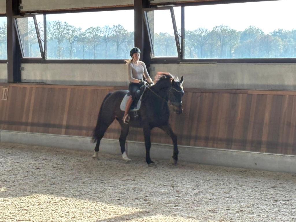 Les aangeboden op mijn eigen paard, Dieren en Toebehoren, Paarden
