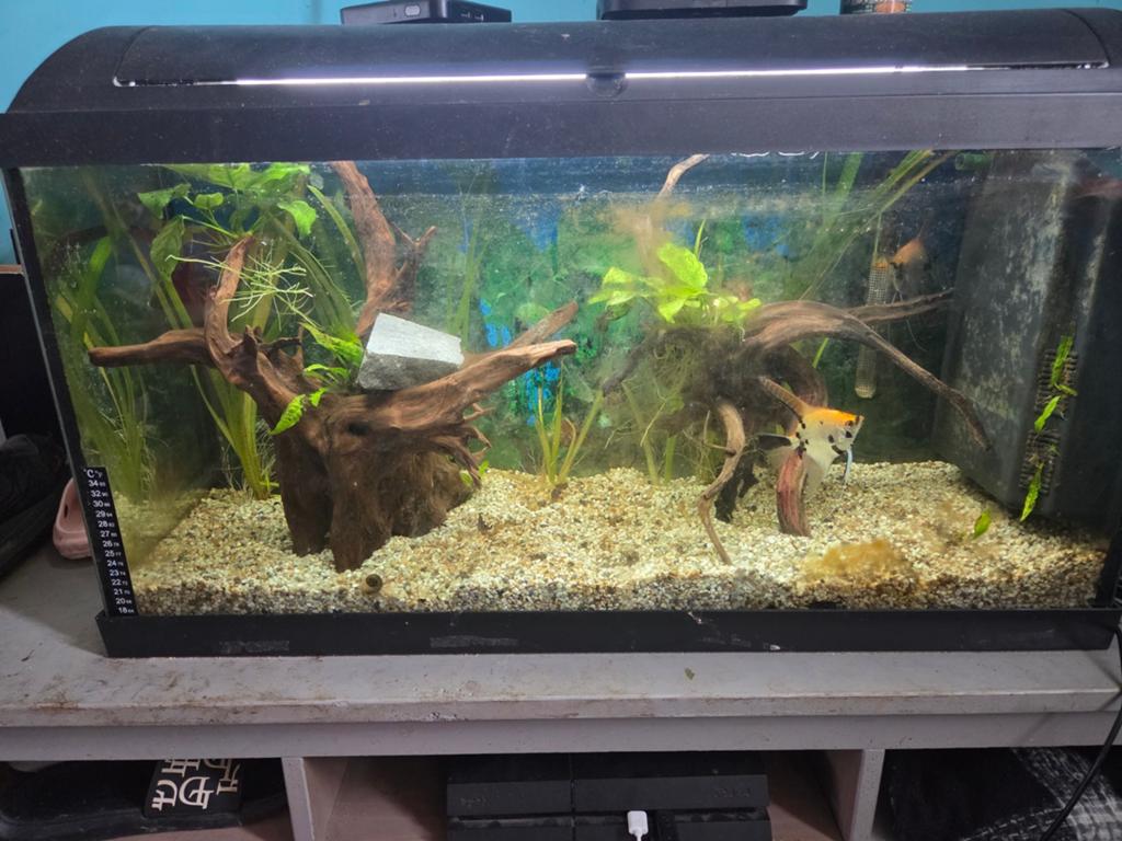 Aquarium fish, Animaux & Accessoires