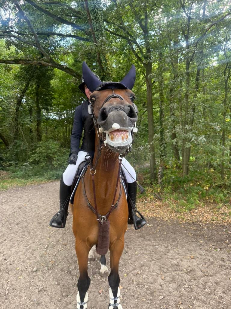 Wedstrijdhulp gezocht, Animaux & Accessoires, Chevaux