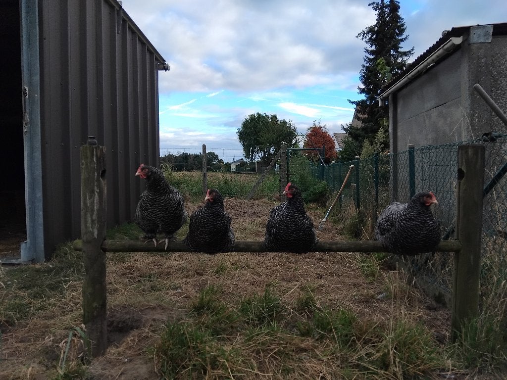 Poules Coucou de Malines, Animaux & Accessoires, Femelle, Poule ou poulet