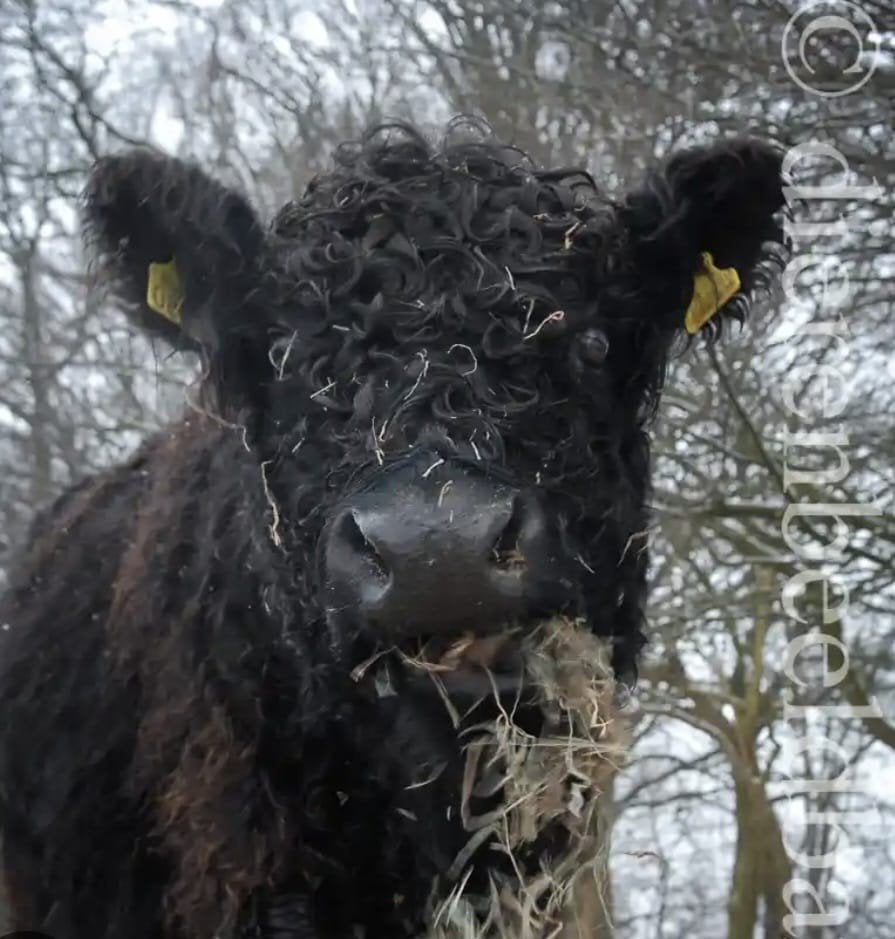 Gezocht: Galloway mini stier., Juni, Mannelijk