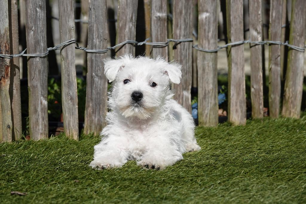 Chiots West Highland White Terrier (westie, 100% belges), Autres races, Plusieurs, Hépatite contagieuse (maladie de Rubarth), Belgique