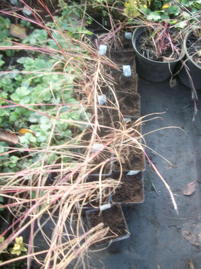 Schizachyrium (Andropogon) scoprium ‘Blue Heaven’, Tuin en Terras, Planten | Tuinplanten, Ophalen, Volle zon, Vaste plant, Siergrassen