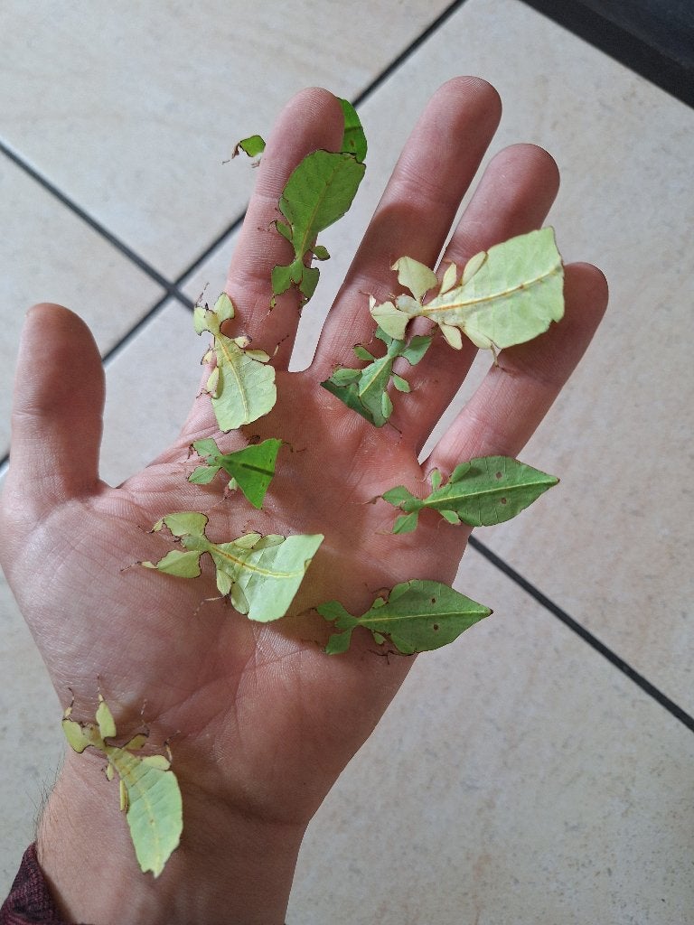 Wandelende bladeren Cryptophyllium limogesii, Wandelende tak