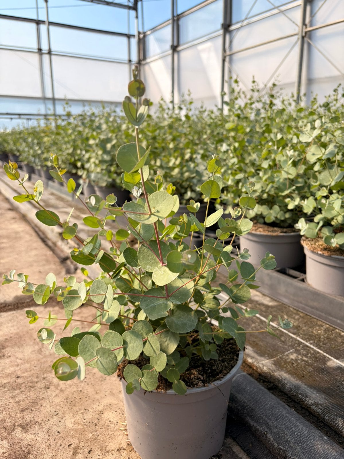 Eucalyptus gunnii- vaste plant- verschillende potmaten, Ophalen, Vaste plant, Volle zon