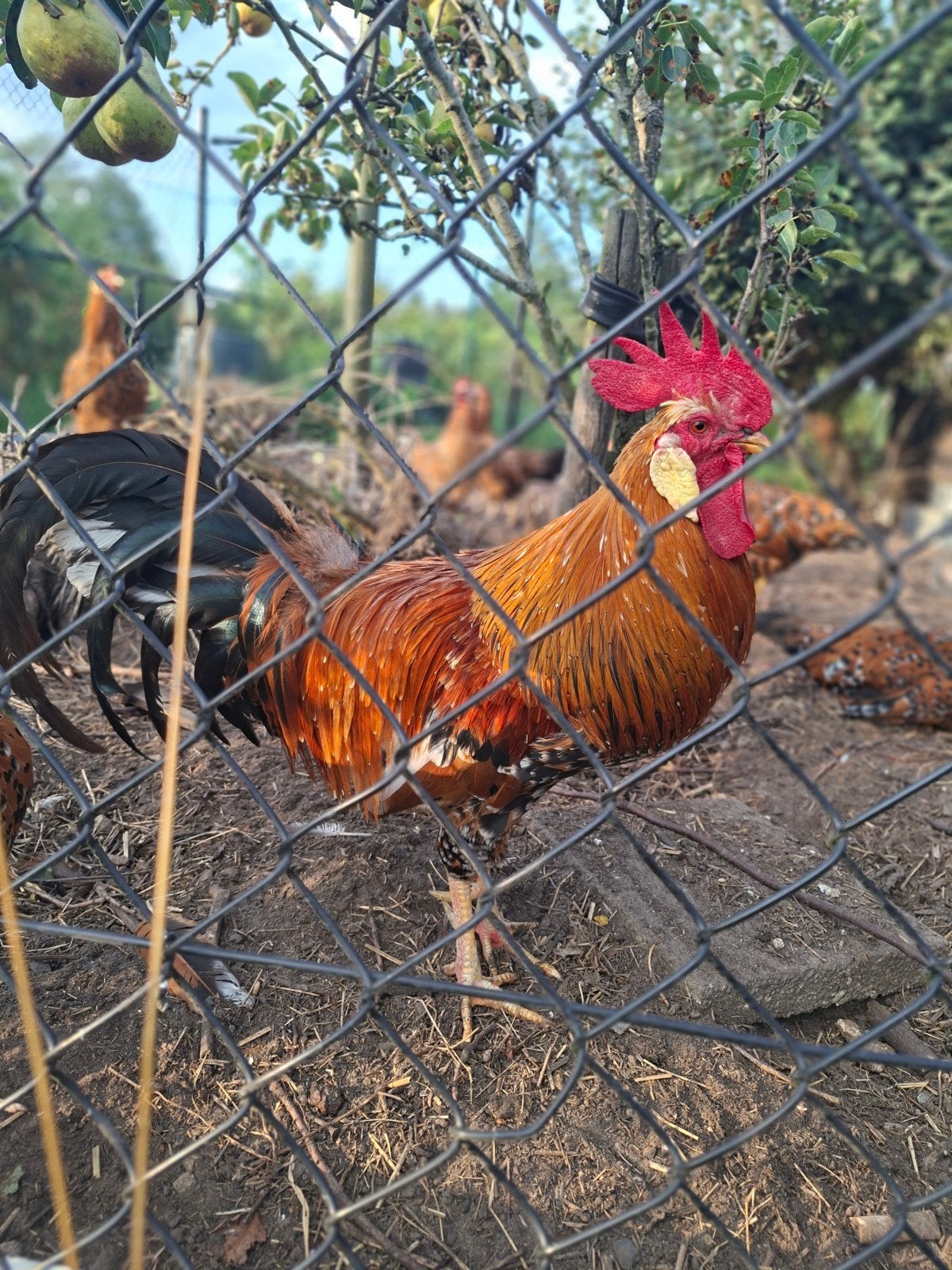 leghorn haan Porselein, Dieren en Toebehoren