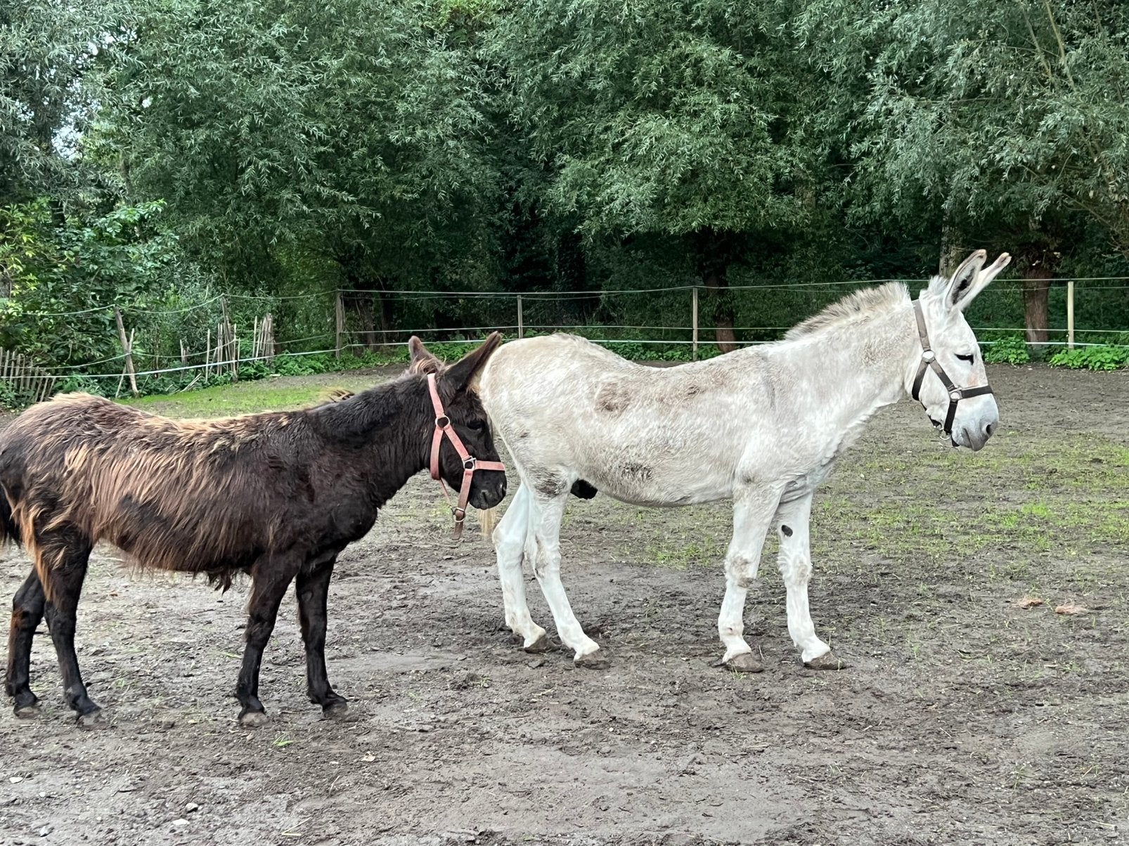 2 supertamme ezels, Dieren en Toebehoren, Merrie, Gechipt