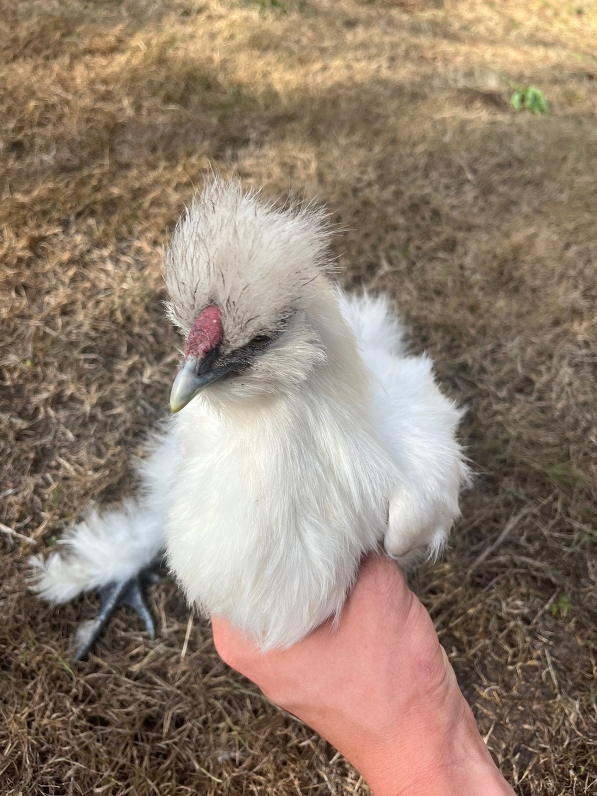 7 hanen, Dieren en Toebehoren, Pluimvee