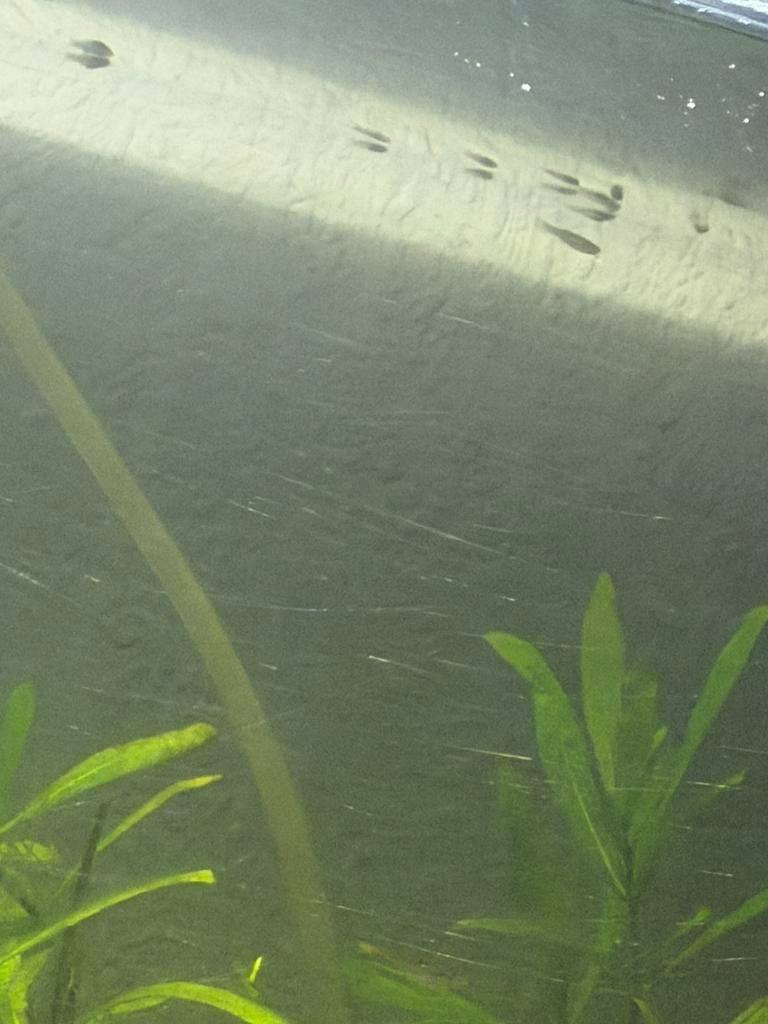 Guppy free, Dieren en Toebehoren, Reptielen en Amfibieën | Toebehoren, Zo goed als nieuw, Ophalen