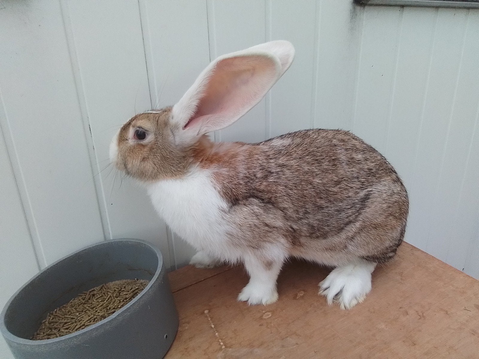 Duitse reus, Dieren en Toebehoren