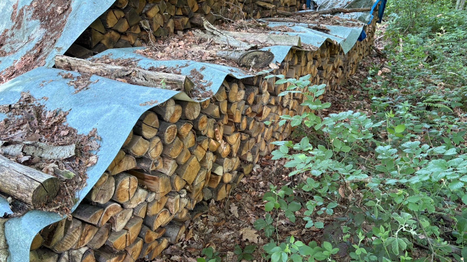 Chataignier, Jardin & Terrasse, 6 m³ ou plus, Enlèvement, Autres essences de bois, Bûches