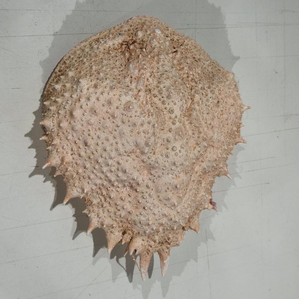 Spinkrab,  spin krab schild , taxidermie, Ophalen of Verzenden