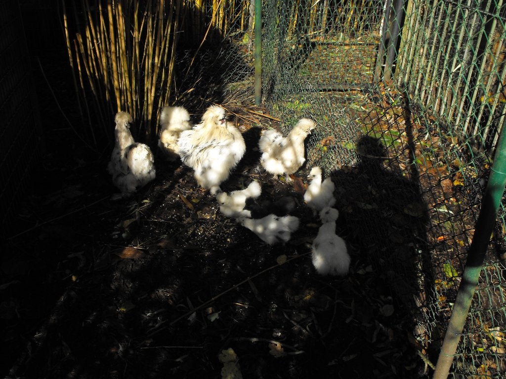 4 jeunes oiseaux à soie, Animaux & Accessoires, Plusieurs animaux, Poule ou poulet