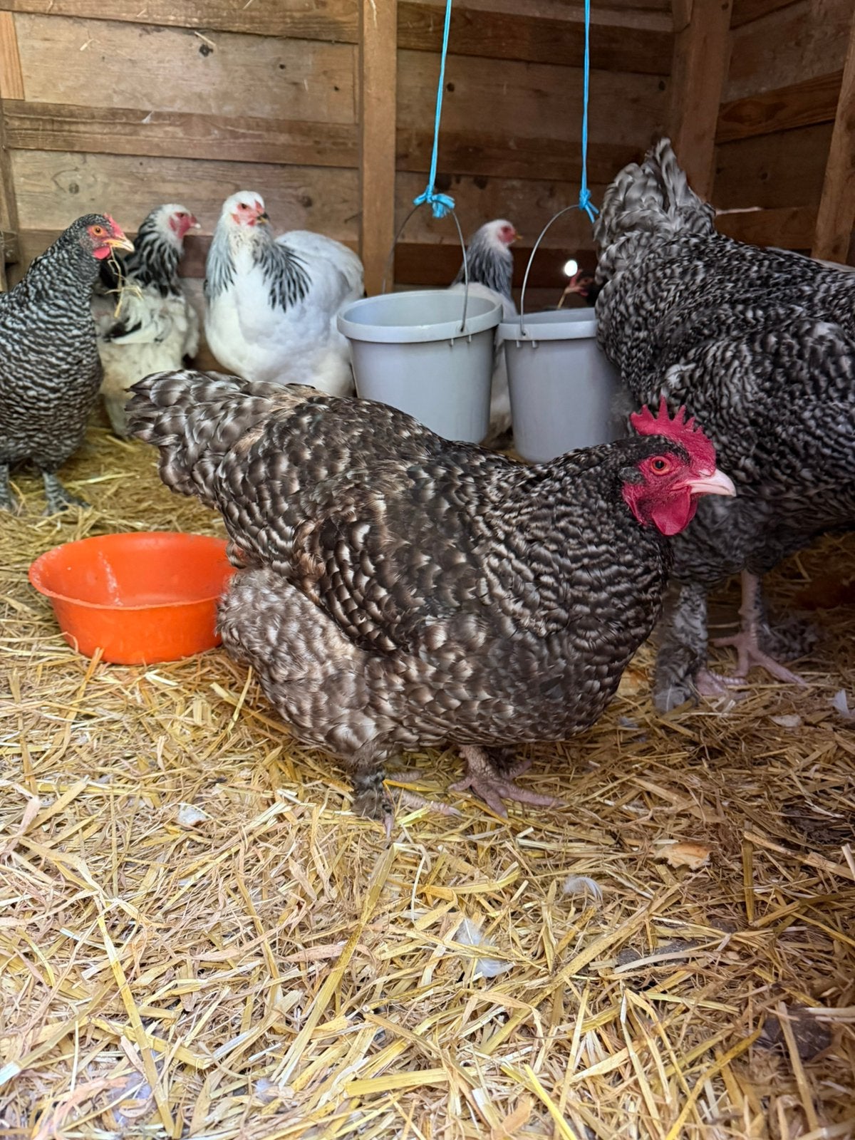 3 poulets de coucou Brahma Malinois