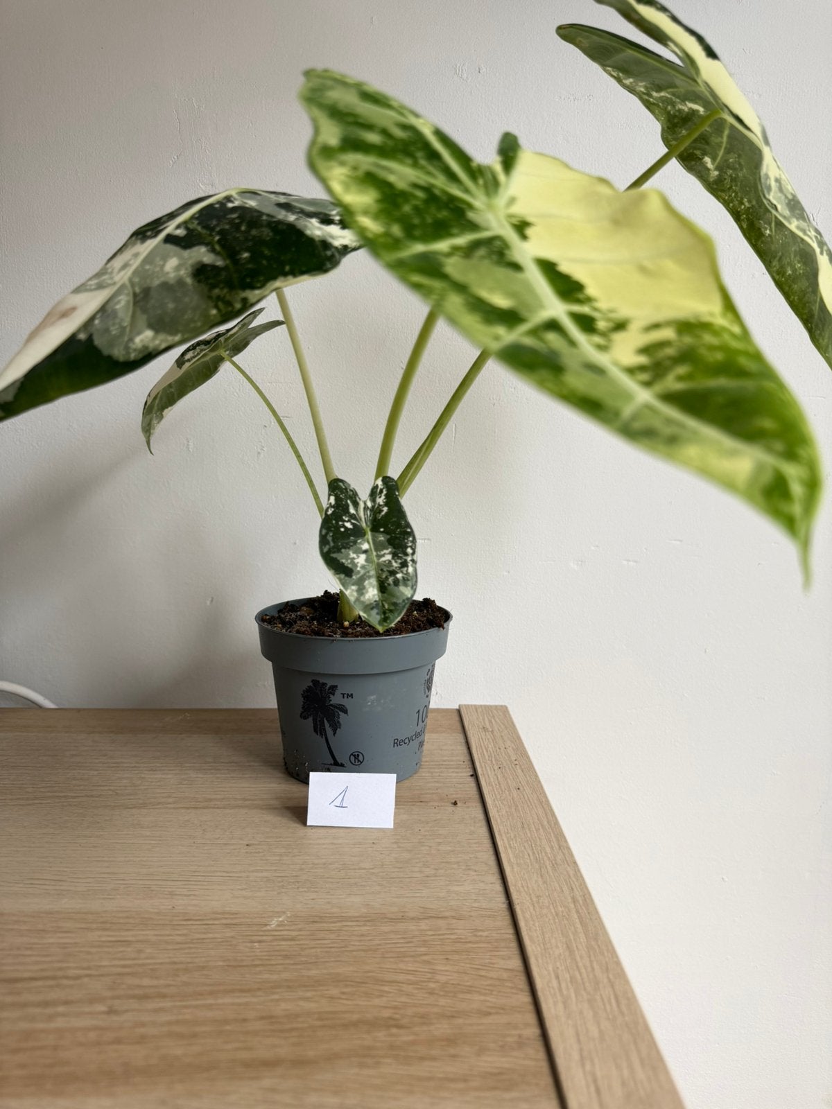 Philodendron Frydek Variegata, Maison & Meubles, Plantes d'intérieur, Autres espèces, En pot, Moins de 100 cm, Enlèvement