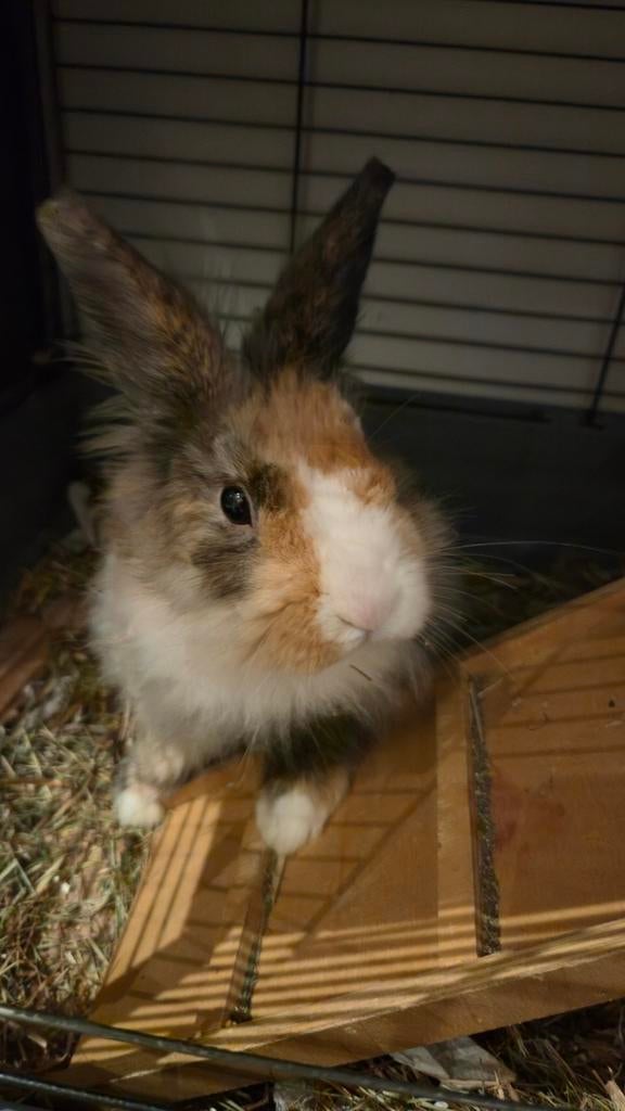 7 months old bunny, Mannelijk, Klein, 0 tot 2 jaar