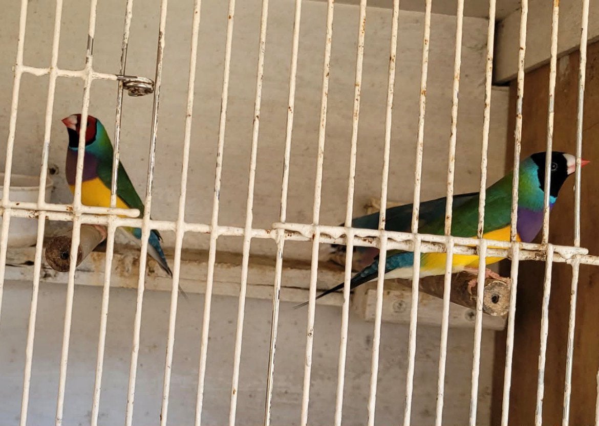 3 mannetjes waarvan 1 blauwe goudmandintjes, Dieren en Toebehoren, Vogels | Parkieten en Papegaaien